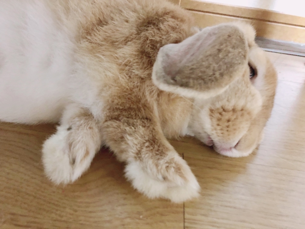 ペット
