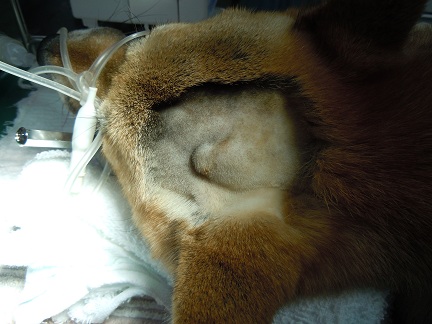腫瘍 | 福岡市周辺で犬・猫の健康のことなら博多区の博多北